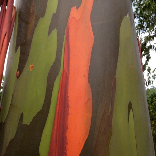 eucalyptus trees - 1